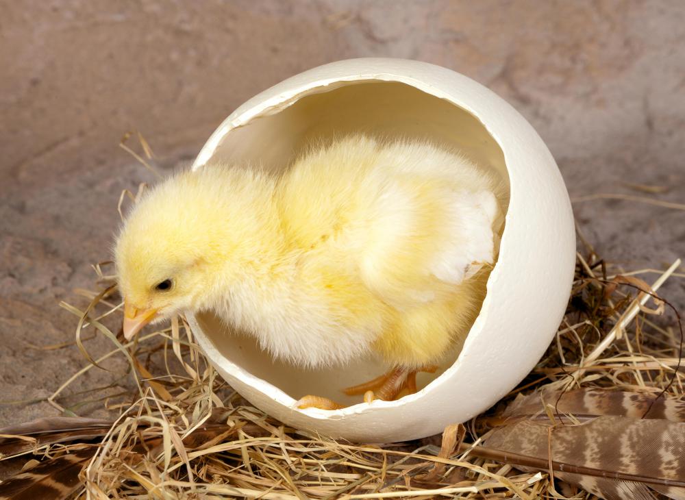 Why do the chicks in the egg not die from lack of oxygen?
